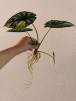 Alocasia Dragon Scale Variegata im SB-Topf