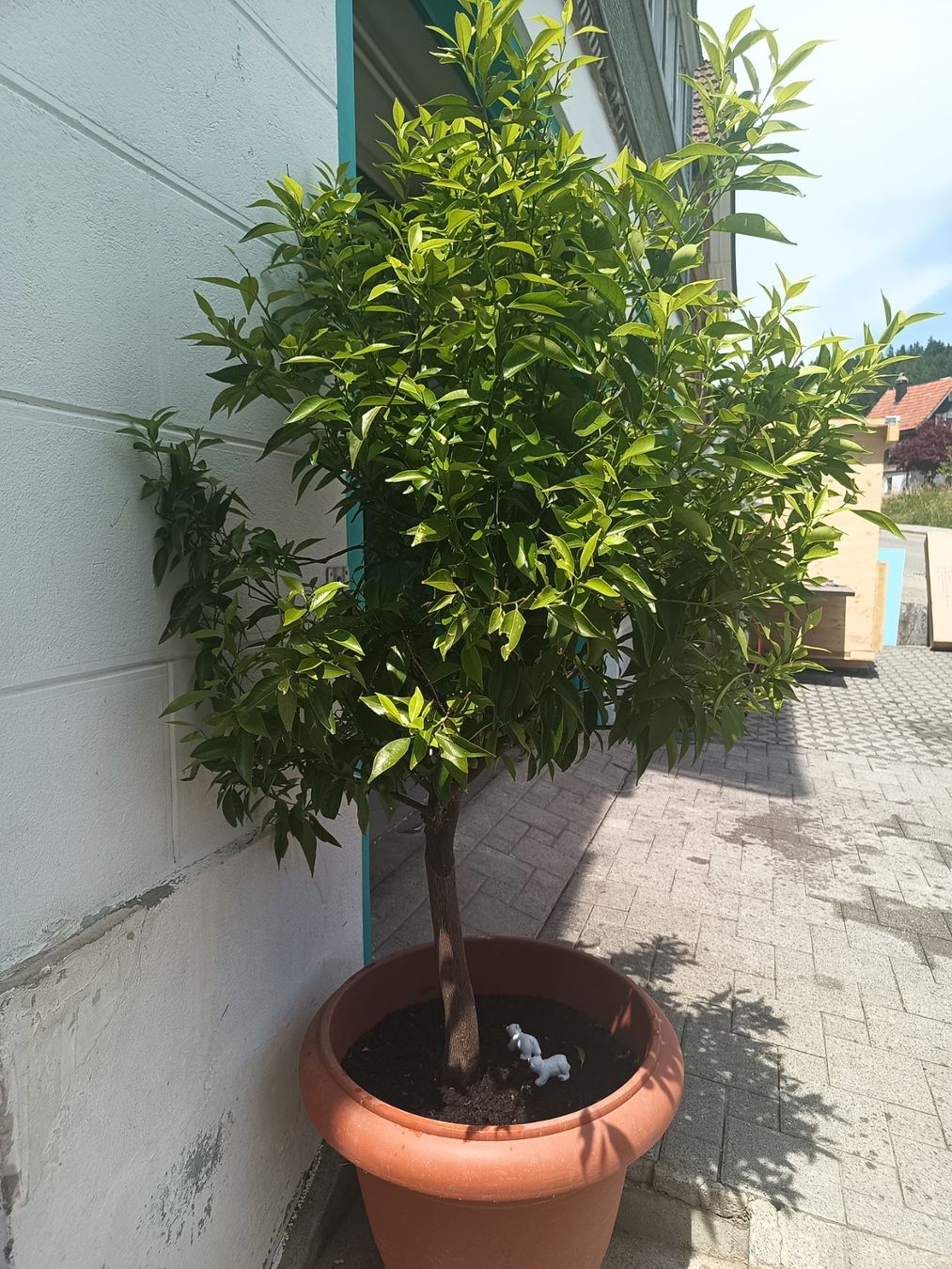 Pflanzen & Samen: Mandarinenbaum – Gebraucht aus Oberegg von A-Z.Handel.Loehrer 2