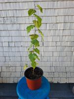 Birke, 2 Jahre alt, ca. 60 cm hoch, in Plastiktopf