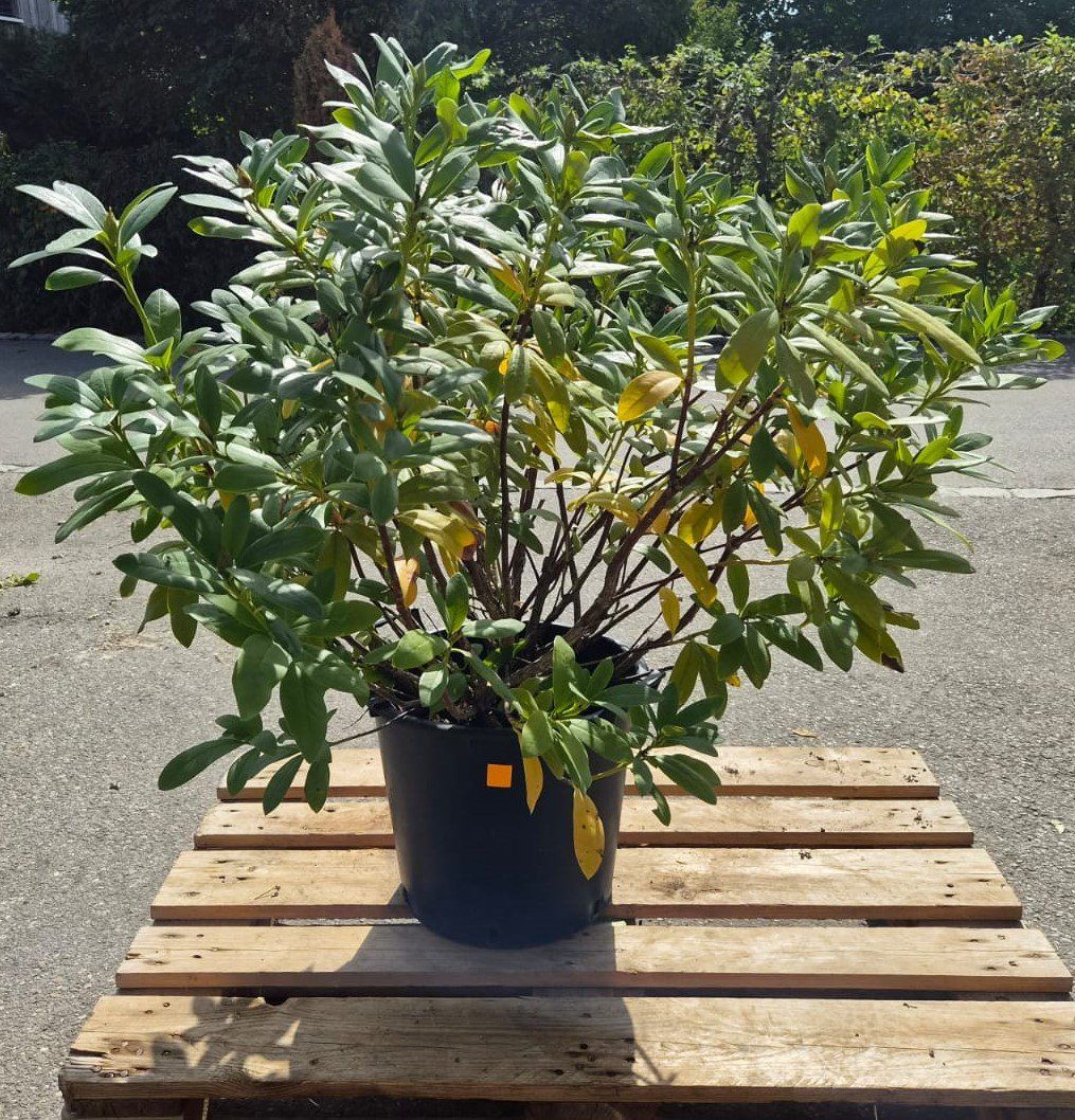 Piante & sementi: Rhododendron Hybride 'Cunningham's White' – Usato da Forch venduto da WeberC 1