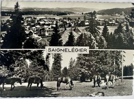 Franches Montagnes - 5 cartes de Chevaux aux pâturages