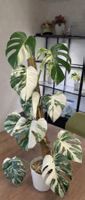 Steckling Monstera albo variegata, HALF MOON