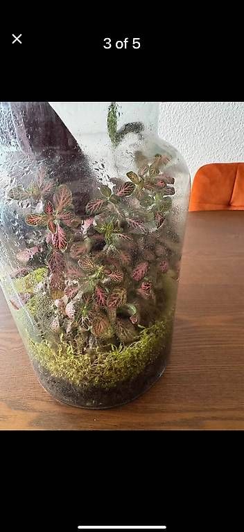 Tutte le decorazioni: Wunderschönes Terrarium  Fast neu  Pflegeleicht – Usato da Zürich venduto da fysikos6 2