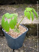 Brassaiopsis Mitis - Exotische Himalaya-Strahlenaralie