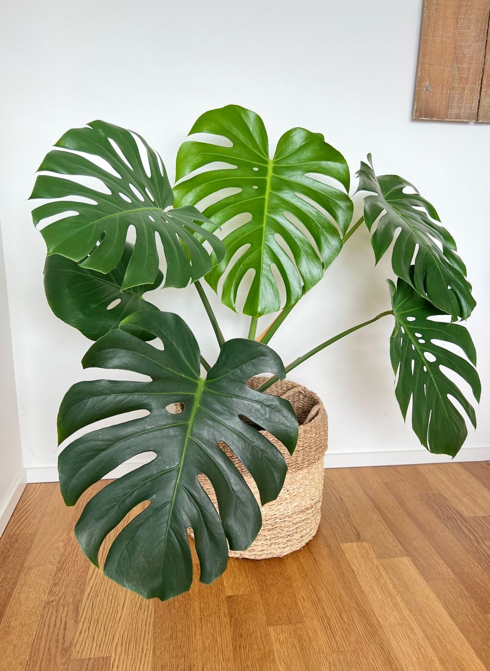 Piante & sementi: Monstera Deliciosa – Usato da Glattpark(Opfikon) venduto da ste_n99y 2
