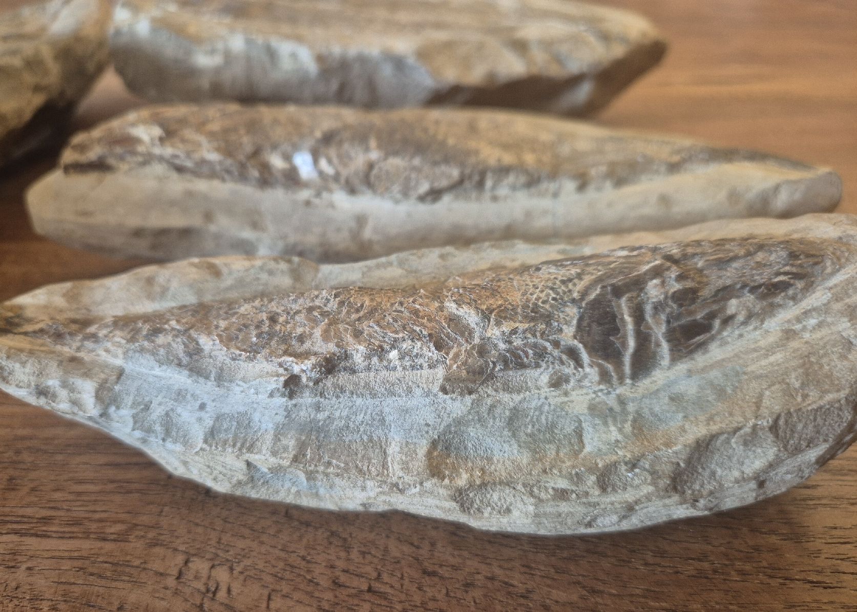 Fossiles: Fossilien Brasilien – D'occasion à Rieden AG par Hema55 5