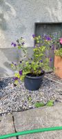 Enzianstrauch Solanum rantonnetii violett im Topf gut