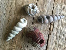 4 STÜCK ANHÄNGER  IN  MUSCHEL / SCHNECKENFORM  GESCHLIFFEN