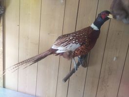 Präparat eines Fasans auf Holzstamm, Jagdtrophäe