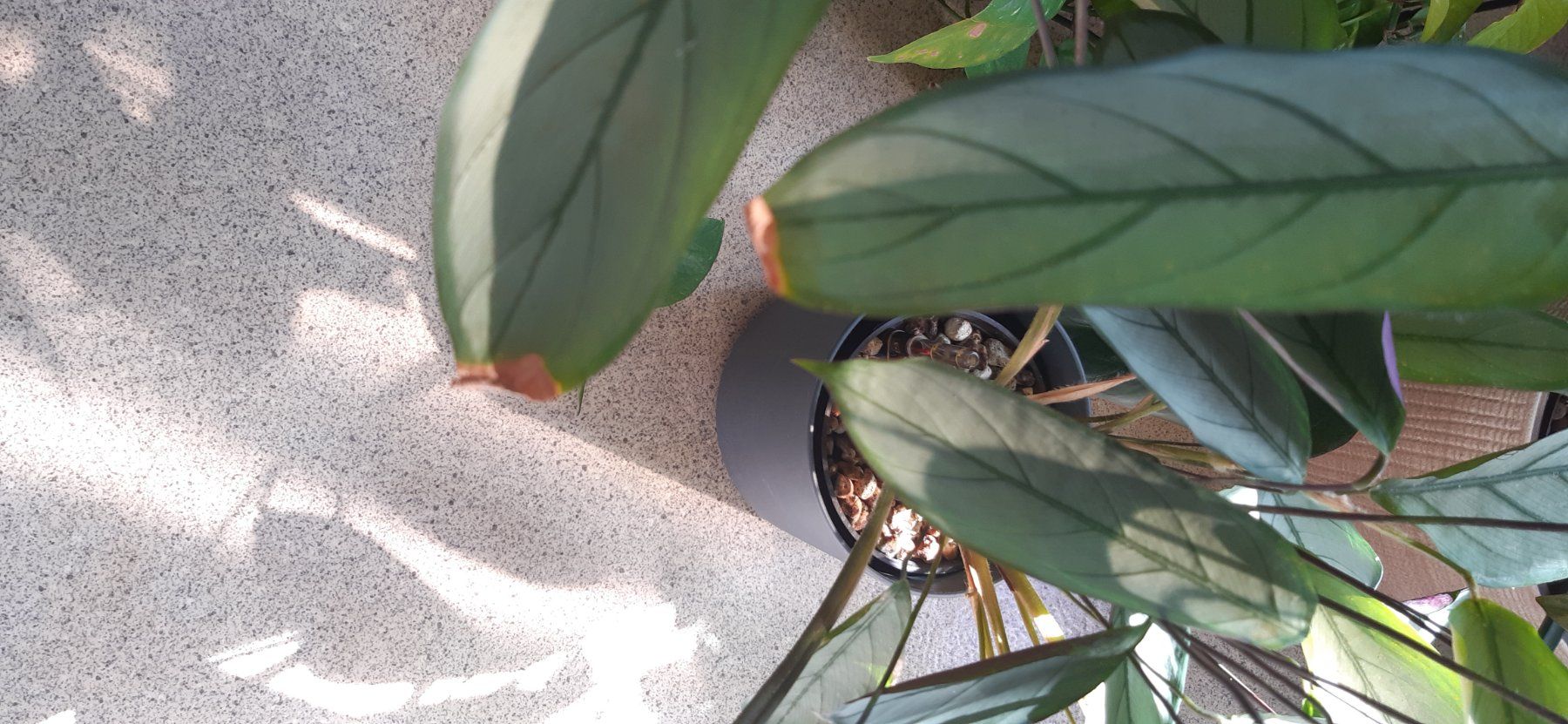 Piante & sementi: Schöne Calathea – Usato da Emmenbrücke venduto da Aya 3
