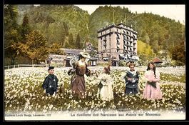 AK Avants sur Montreux, La cueillette des Narcisses