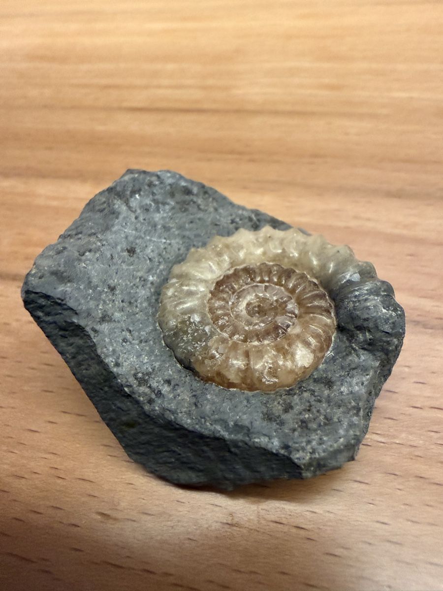 Fossilien: Ammonit – Gebraucht aus Grenchen von Bastet007 4