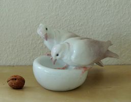 Colombes Jugendstil, porcelaine Gebrüder Heubach, 1882-1915