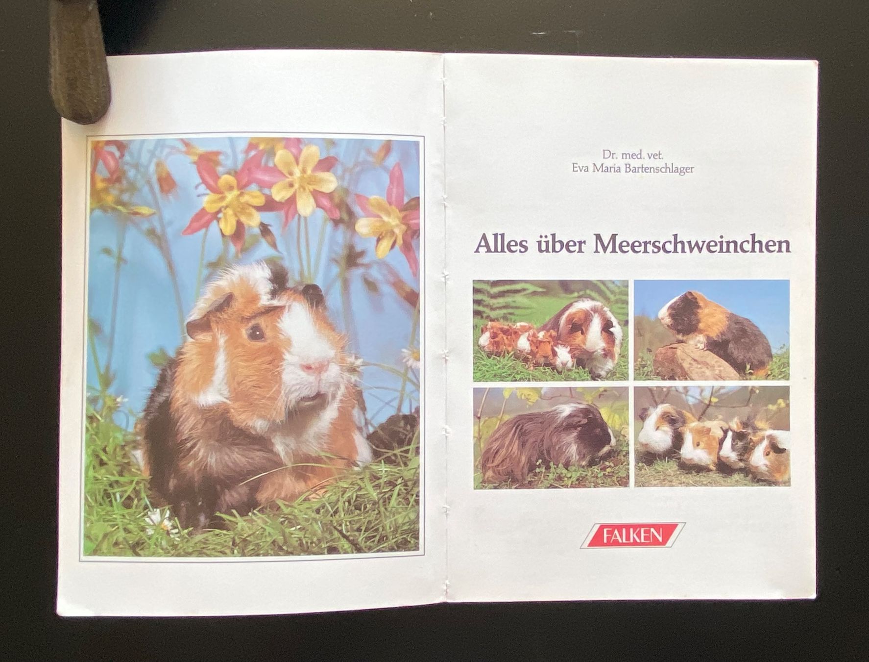 Bücher: Alles über Meerschweinchen – Gebraucht aus Nussbaumen AG von schuba2000 2
