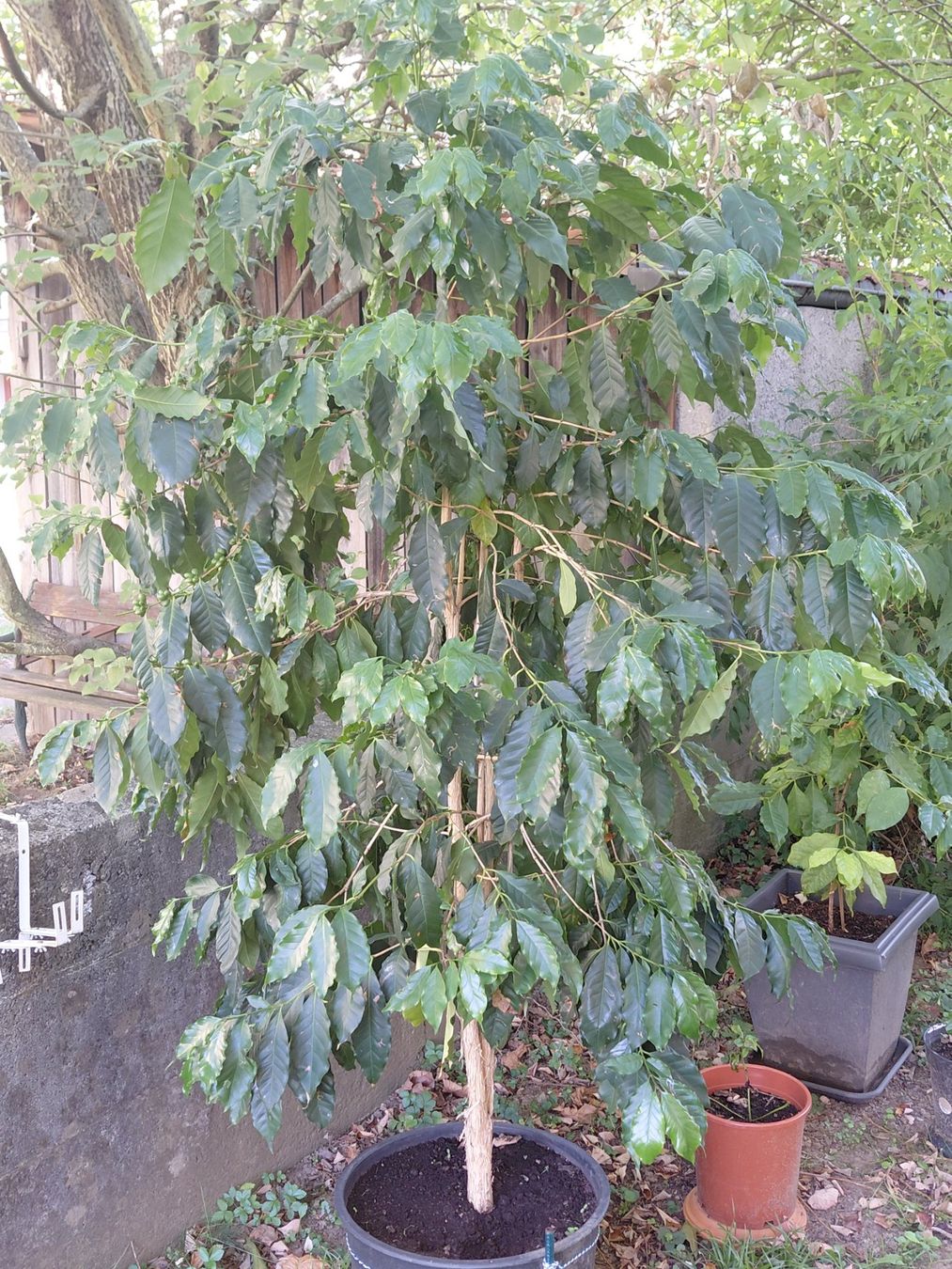 Piante & sementi: GROßER KAFFEEBAUM 210 cm MIT BOHNEN – Nuovo (secondo la descrizione) da Bern venduto da wau68 2