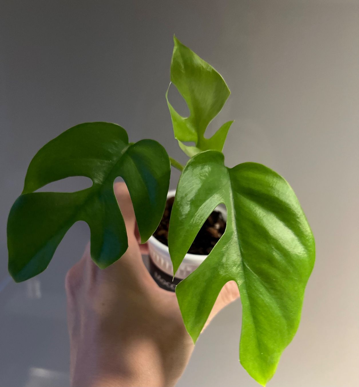 Piante & sementi: Monstera minima💚 – Usato da Glattpark(Opfikon) venduto da ste_n99y 4