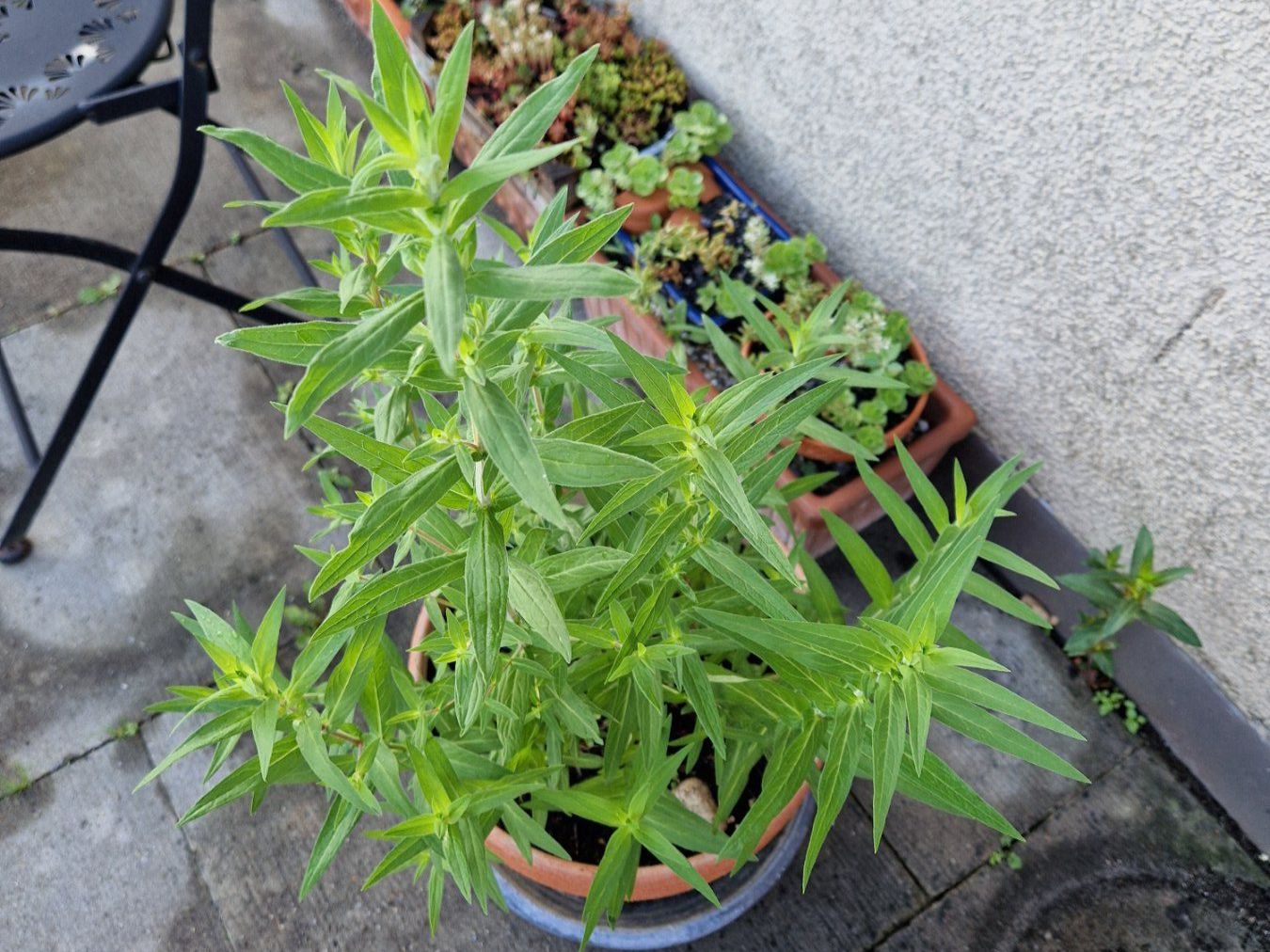 Piante & sementi: Balkon-/Gartenpflanze: Blutweiderich – Usato da Münchenbuchsee venduto da Aare22 5