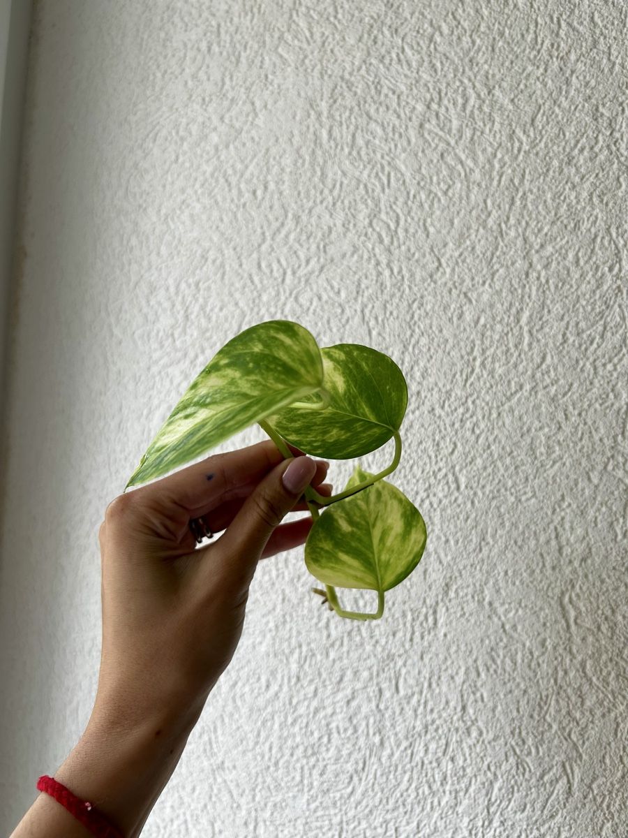 Pflanzen & Samen: Pothos Gold boutures – Gebraucht aus Develier von mel_qd2m 1