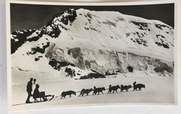 Jungfraujoch, Polarhunde