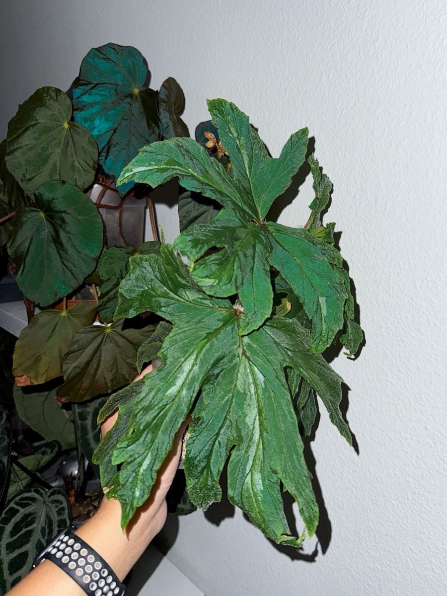Pflanzen & Samen: Begonia leathermaniae – Neu (gemäss Beschreibung) aus Bern von plantlover_bern 1