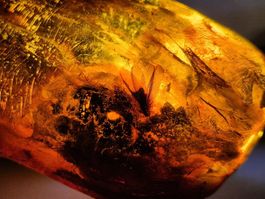 Bernstein mit Insekten Rarität Mineral Unikat 65 Gramm