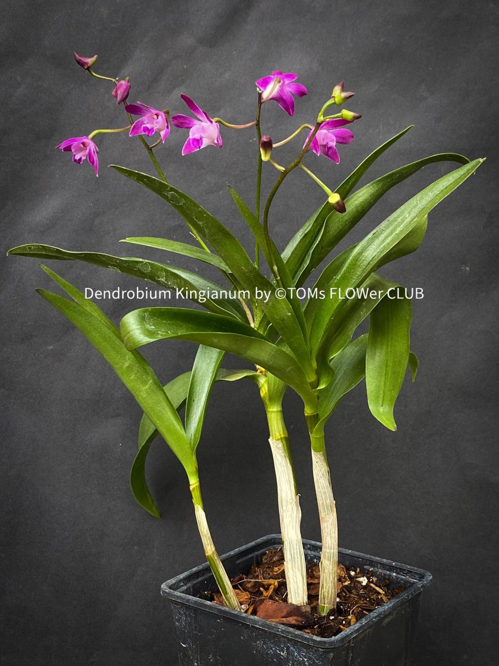 Piante & sementi: Dendrobium Kingianum - żart duftende Orchidee – Nuovo e nell'imballaggio originale da Adliswil venduto da astom369 7
