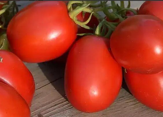 Piante & sementi: Buschtomate, Balkon, Feld- TOMATE 'Szejk' / 5 Samen / ROBUST – Nuovo (secondo la descrizione) da Hinteregg venduto da ERFOLG78 1