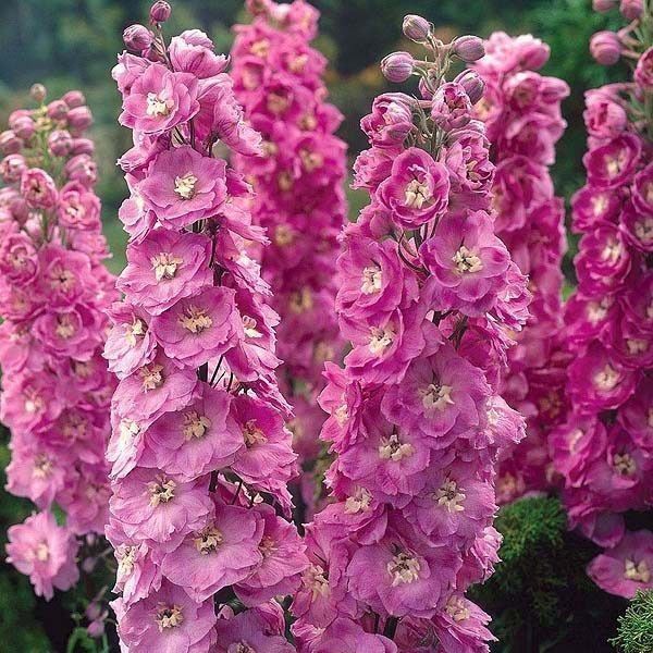 Pflanzen & Samen: 50 Samen Rittersporn ASTOLAT Blume – Neu (gemäss Beschreibung) aus Ehrendingen von VerveinaSamen 3