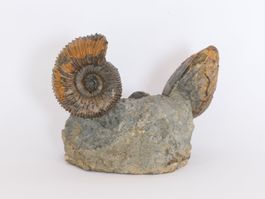Ammonit Stephanoceras sp. - Humphriesi-Schicht - Schweiz