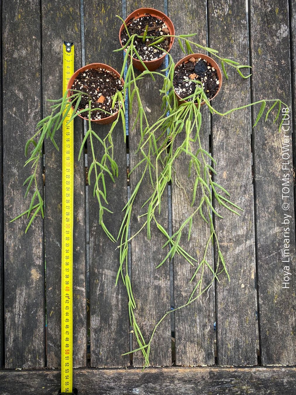 Piante & sementi: Hoya Linearis - leicht und sehr elegant – Nuovo e nell'imballaggio originale da Adliswil venduto da TAKEYOURPLANT 7