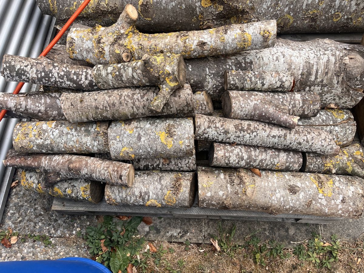 Articoli in legno: Brennholz trocken gemischt, Esche  – Nuovo (secondo la descrizione) da Büsserach venduto da jiv_gd5h 1