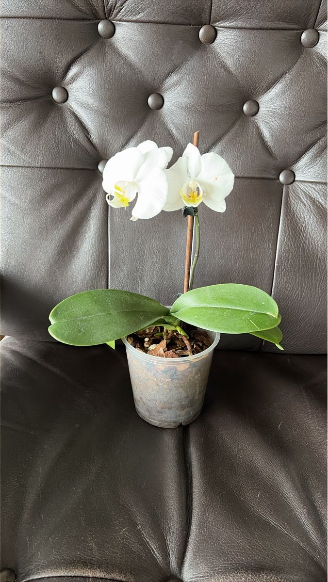 Piante & sementi:  Orchidee- weiss 🪴 – Usato da Opfershofen TG venduto da dan_nxk8