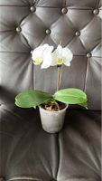  Orchidee- weiss 🪴