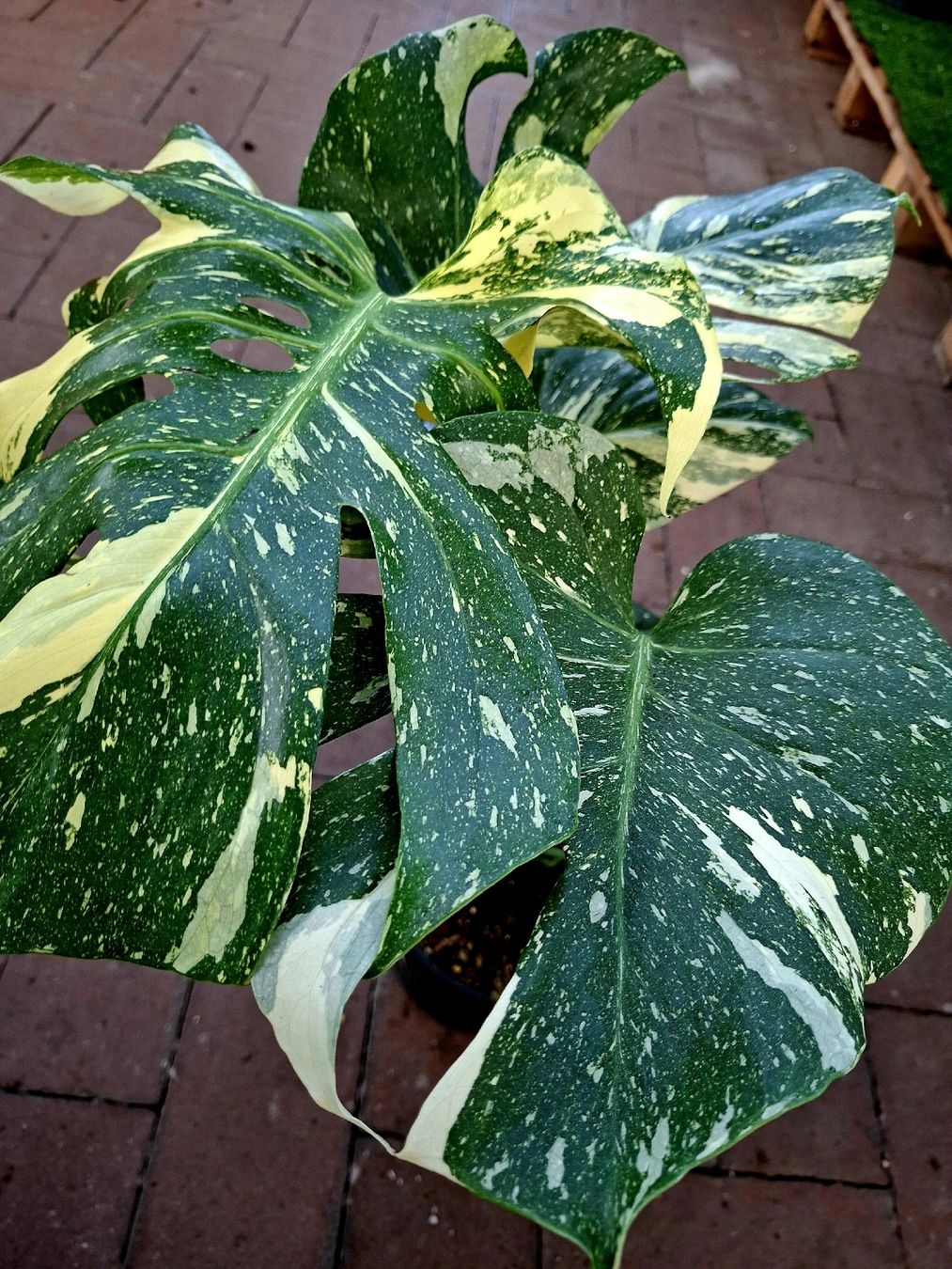 Pflanzen & Samen: RARISSIMO!!! H: 50-60 cm "Monstera Thai Constellation" – Neu und originalverpackt aus Rovio von POSITIFFARTandPLANTS 1