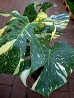 RARISSIMO!!! H: 50-60 cm "Monstera Thai Constellation"