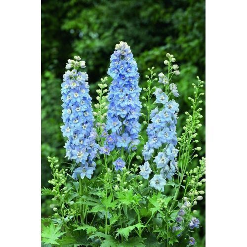 Piante & sementi: 50 Samen Rittersporn SKY BLUE WHITE BEE – Nuovo (secondo la descrizione) da Ehrendingen venduto da VerveinaSamen 4