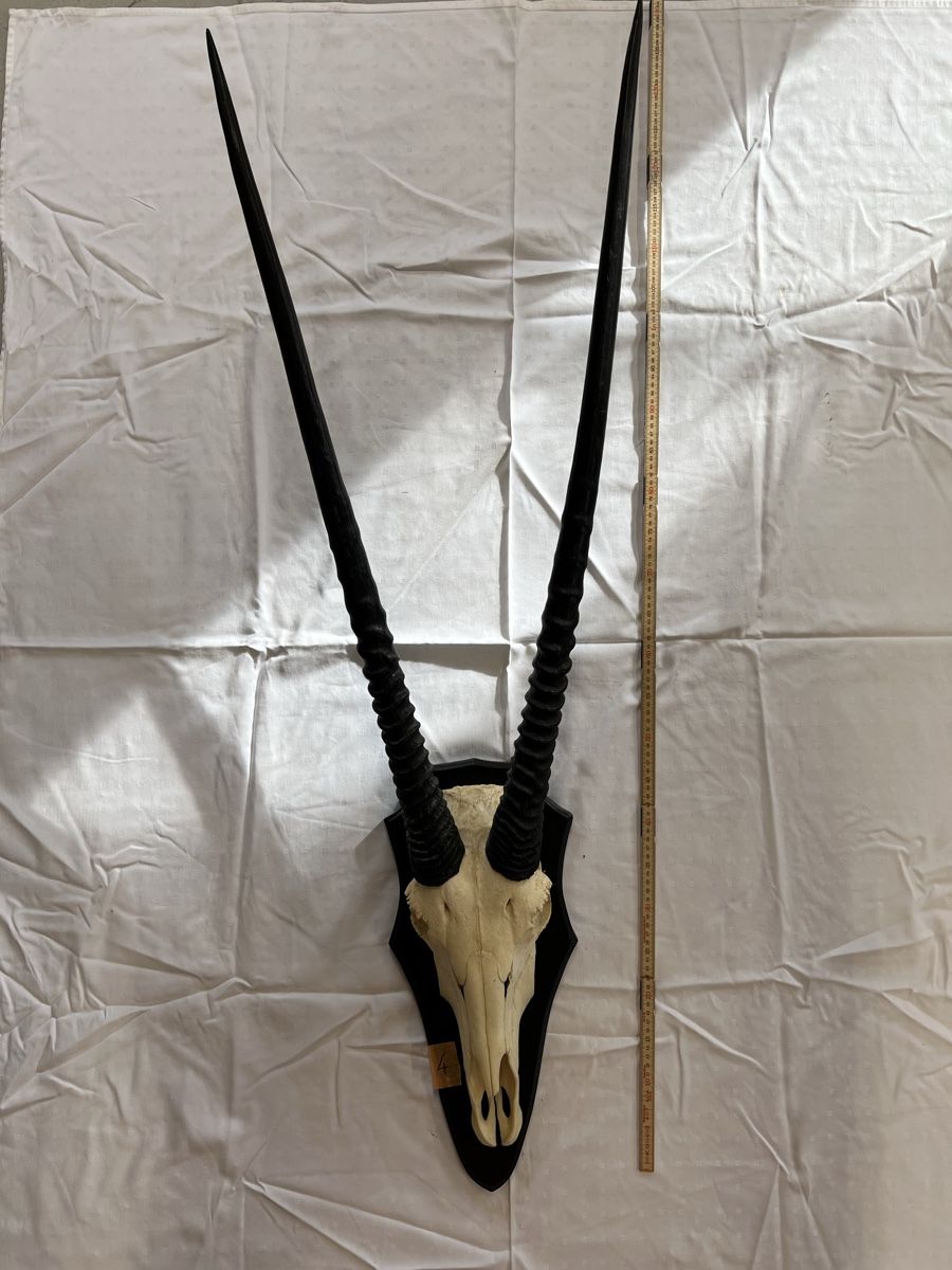 Il mondo degli animali: Oryxantilope (Spiessbock) Trophäe – Usato da Euthal venduto da ruckzuckrohrfrei