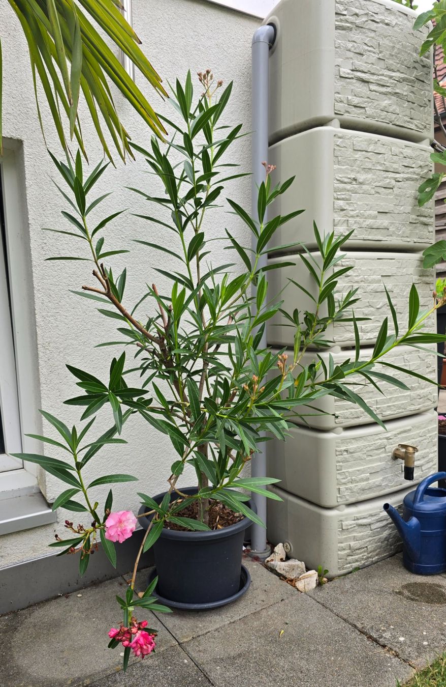 Piante & sementi: Schöne Oleander Pflanze Hochstamm – Usato da Aarburg venduto da popkorn65 3