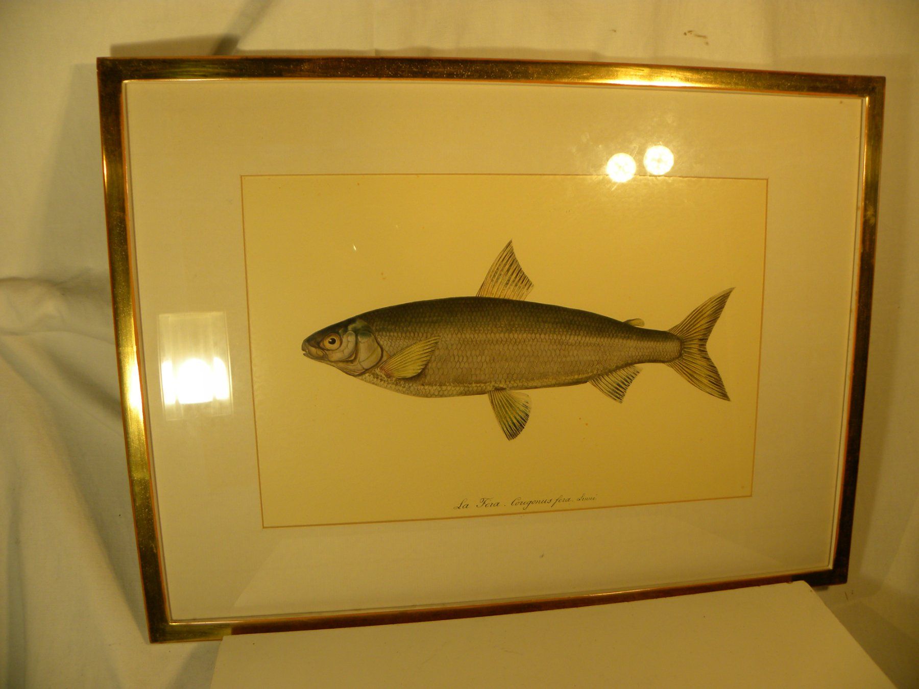 Grafica & Litografie: Originale Fisch-Lithographie (Felche) von Linné gerahmt – Usato da Reinach venduto da Taysalmon 1