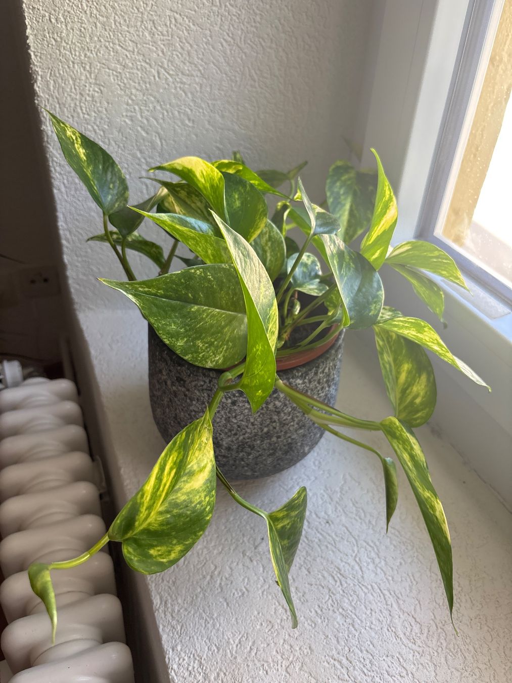 Plantes & graines: Pothos avec cache-pot design effet pierre texturé – D'occasion à Romainmôtier par val_r8sn 4