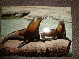 Zoo Basel Seehunde Vintage Postkarte Nr. 508