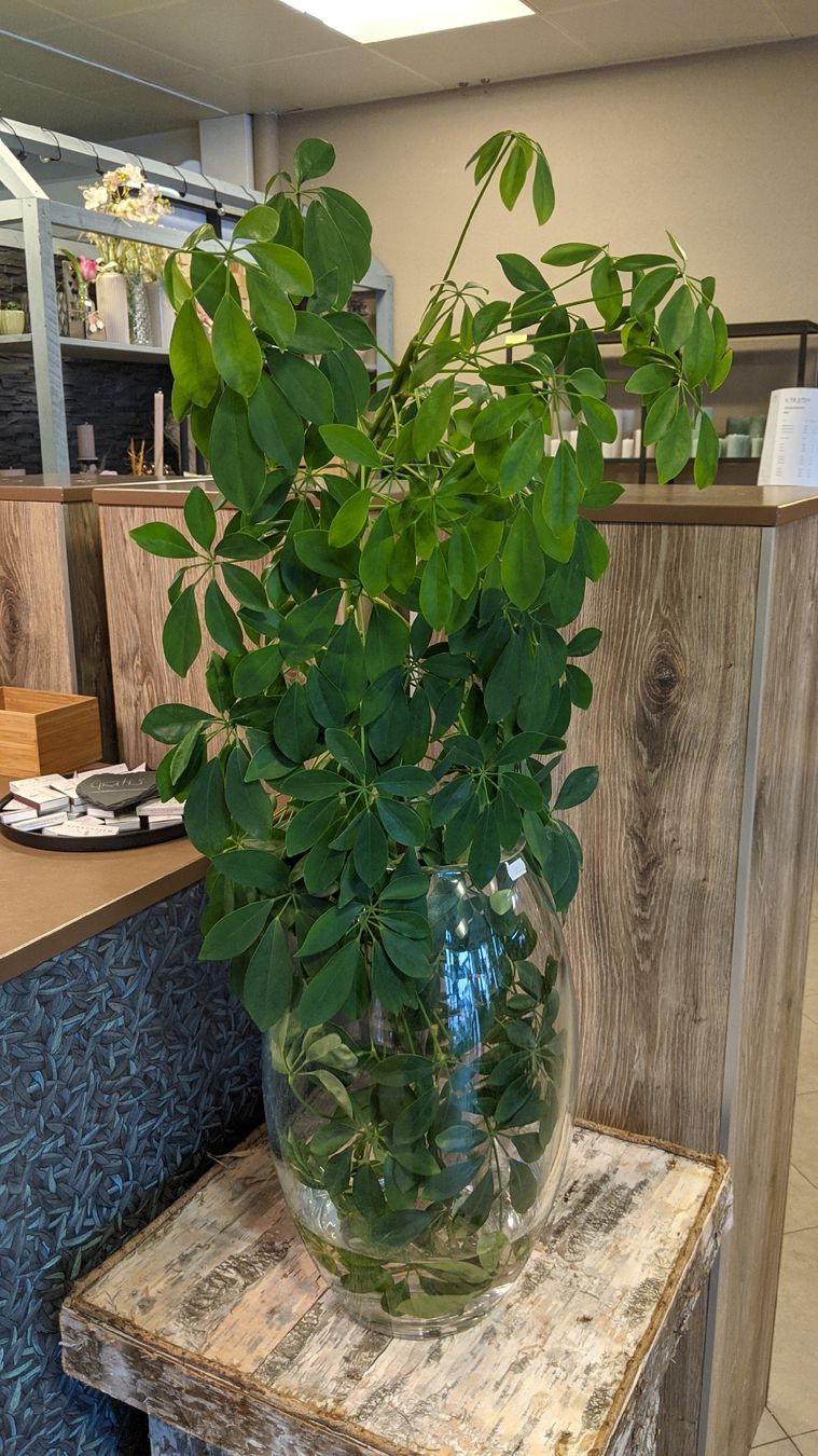 Piante & sementi: Steckling - Schefflera arboricola – Nuovo (secondo la descrizione) da Rüti ZH venduto da kunstreich_8630