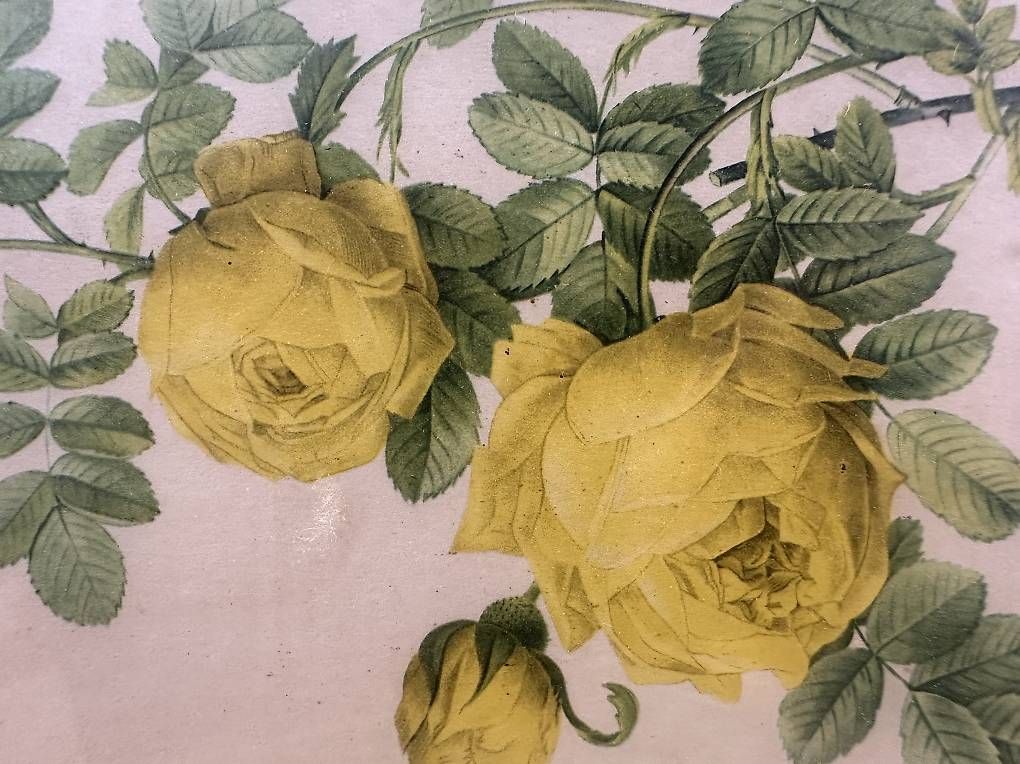 Foto & Immagini: Vintage Botanik-Bild Rosa Sulfurea mit Rahmen – Usato da Baden venduto da Gatafunkk 2