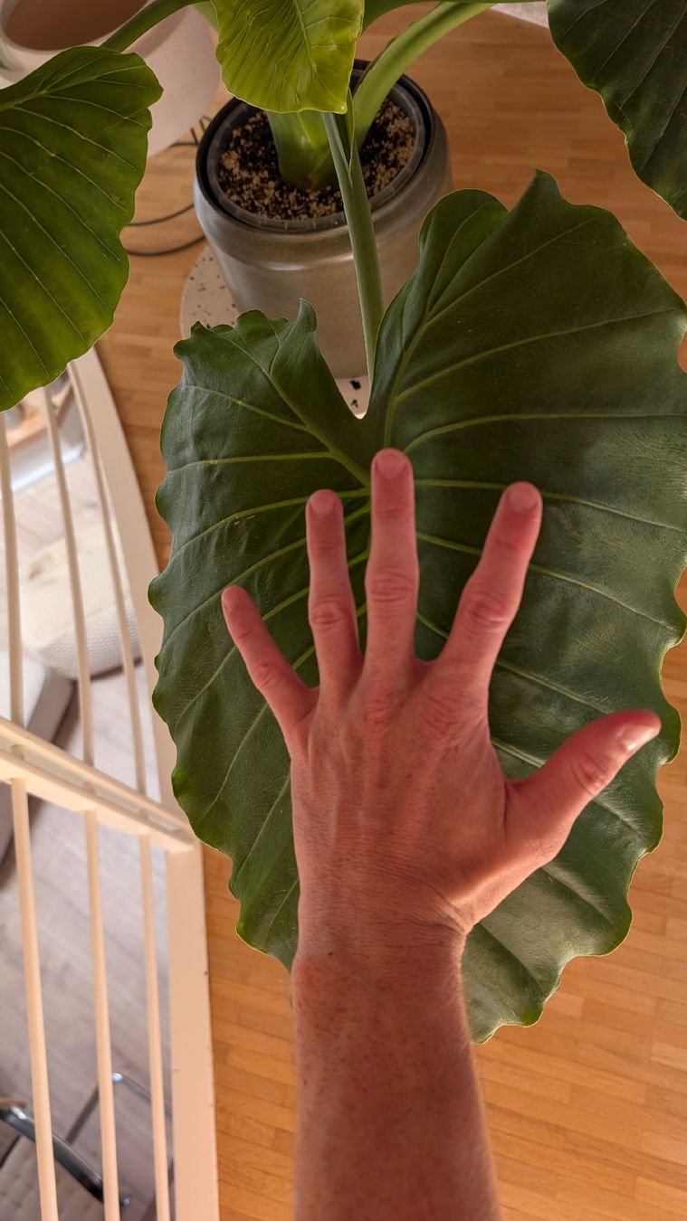 Piante & sementi: Pianta Alocasia elephant ears 30cm – Nuovo (secondo la descrizione) da Monnaz venduto da dan_9287 5