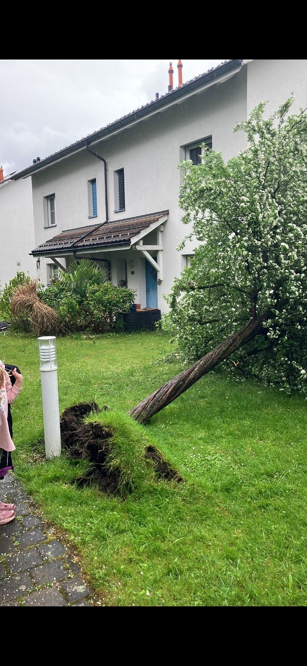 Articoli in legno: Zierbaumstamm verdreht 193cm – Nuovo (secondo la descrizione) da Hinwil venduto da Samick 3