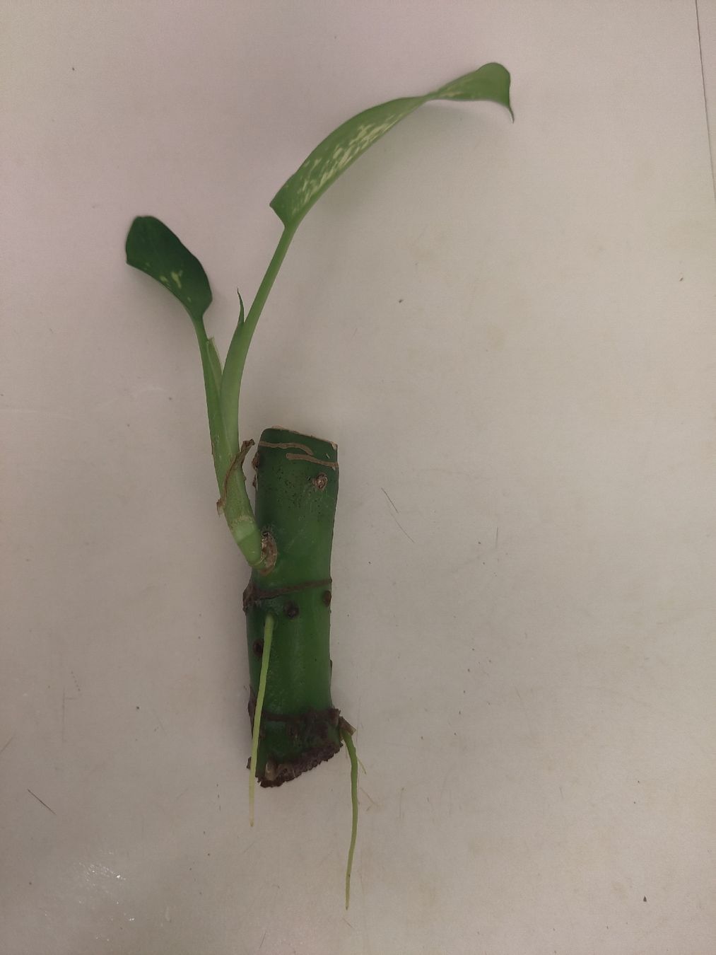 Piante & sementi: Dieffenbachia Steckling – Usato da Dübendorf venduto da Cocochala8 1