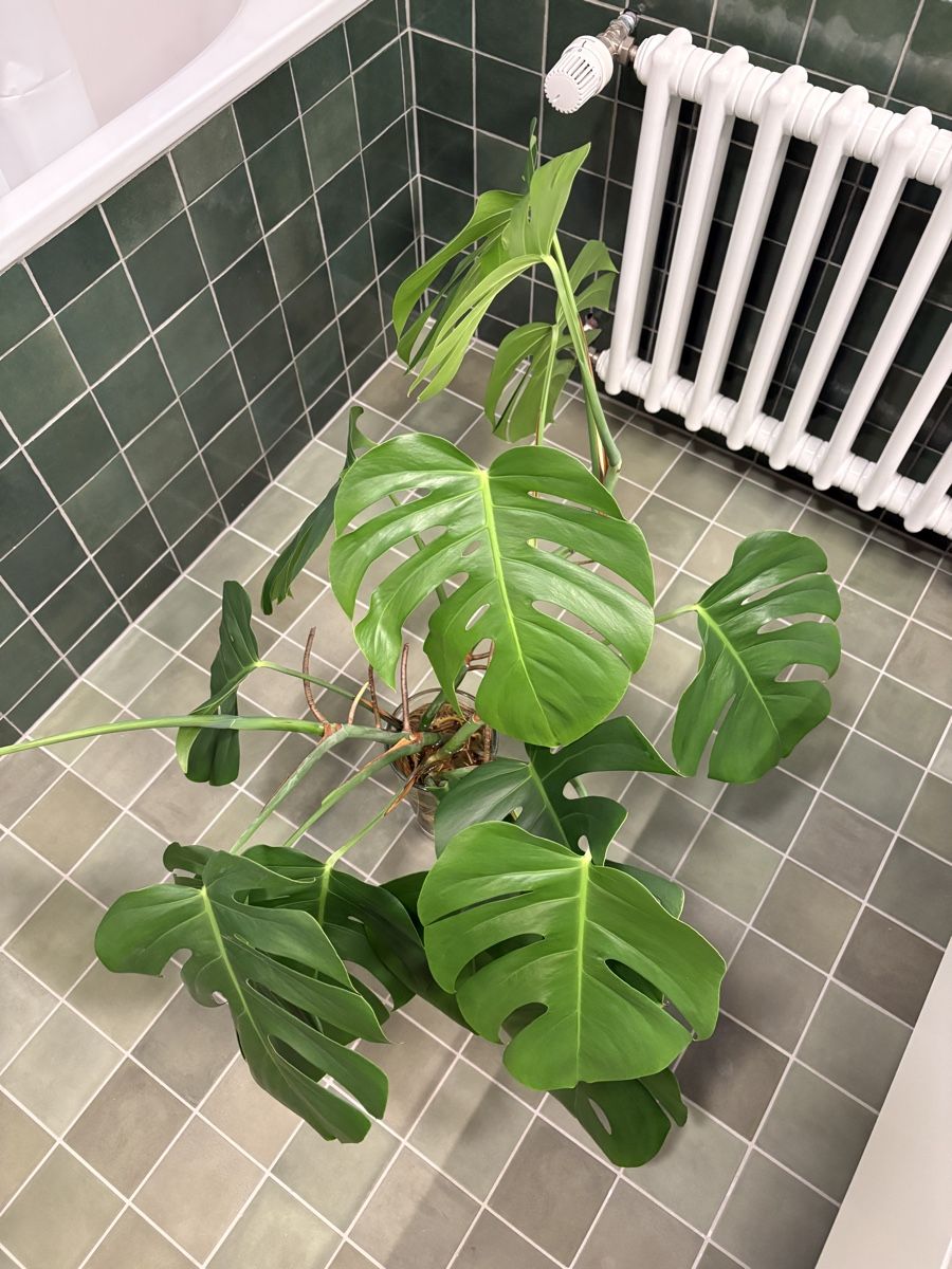 Plantes & graines: Monstera cuts – D'occasion à Zürich par NVTR 1