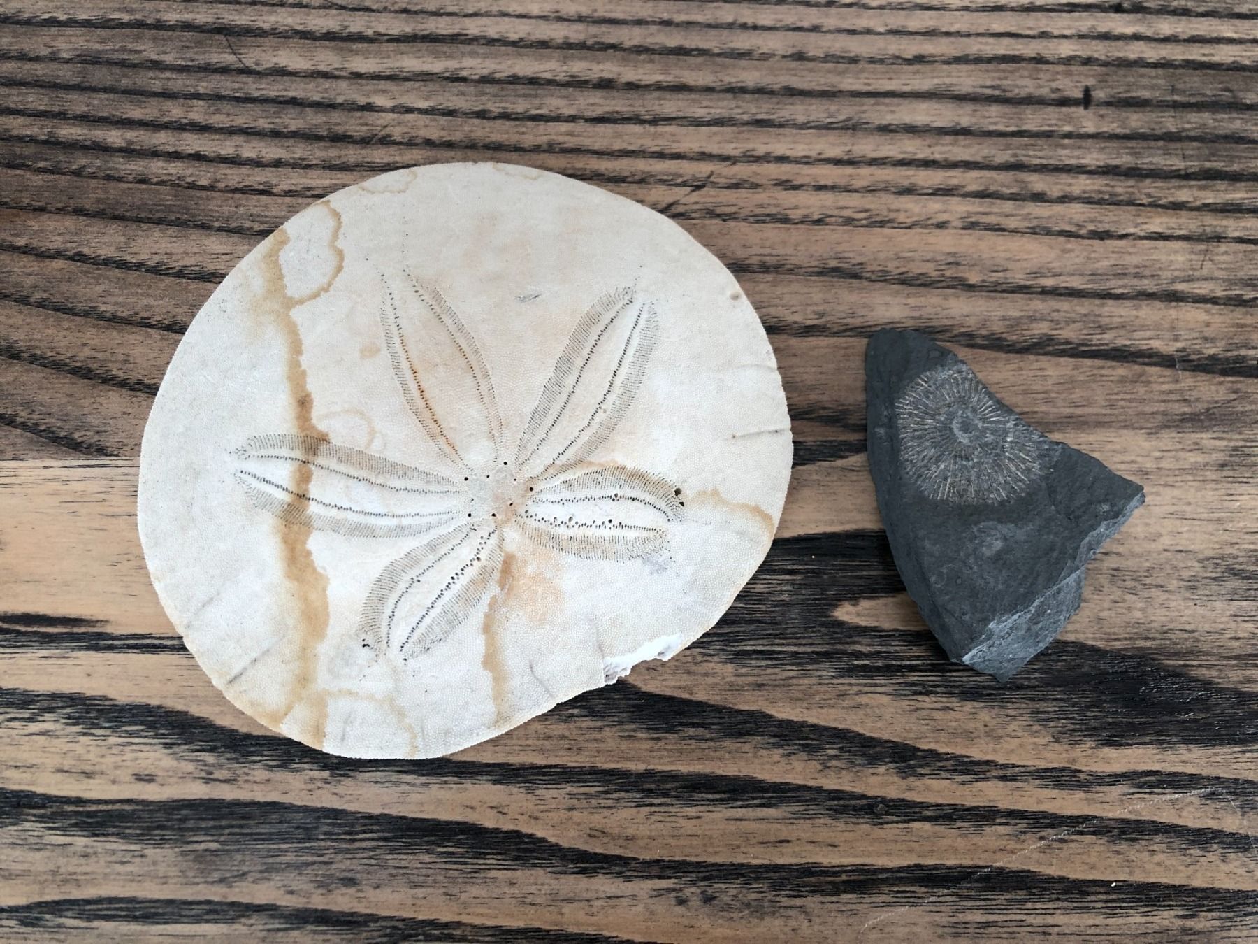 Fossili: Sanddollar und Fossil – Usato da Berg am Irchel venduto da Zweiti_Chance