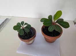 Zimmerpflanzen Zöglinge Madagaskar Spukpalme