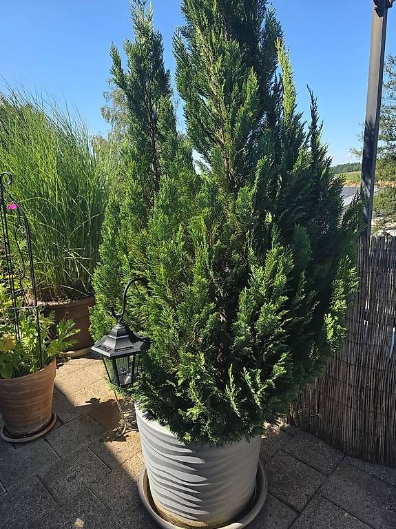 Pflanzen & Samen: Thuja / Lebensbaum – Neu (gemäss Beschreibung) aus Höri von fab_w7p5